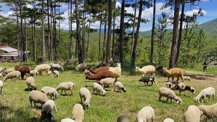 Zoodoo Dalat: A Charming Animal Sanctuary and Adventure Haven